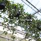 detail image3 Great Houseplants " Hoya lacunosa " by Joinflower Joinfolia