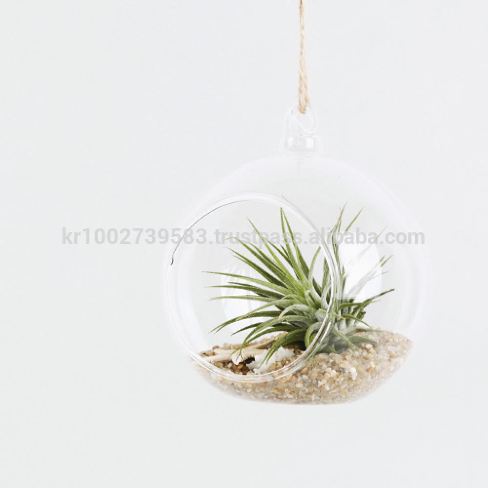 Air Plants Tillandsia DIY Terrarium Kit " Ionantha Mini Beach " by Joinflower Joinfolia