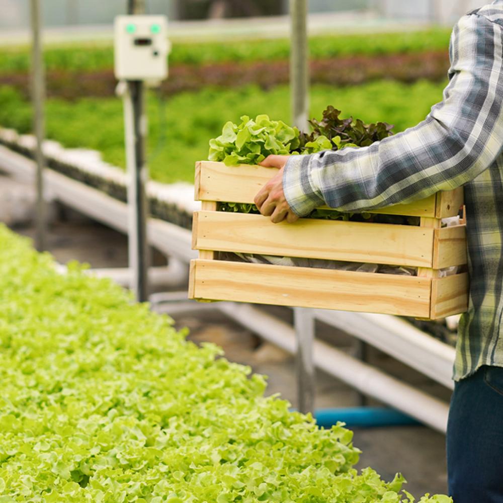 BIO-Ex : Liquid Bio Stimulant for Indoor plant