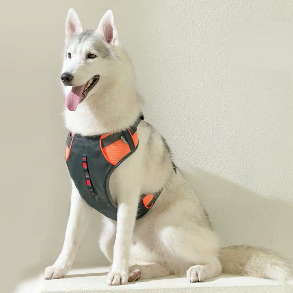 Safe Harness for pet