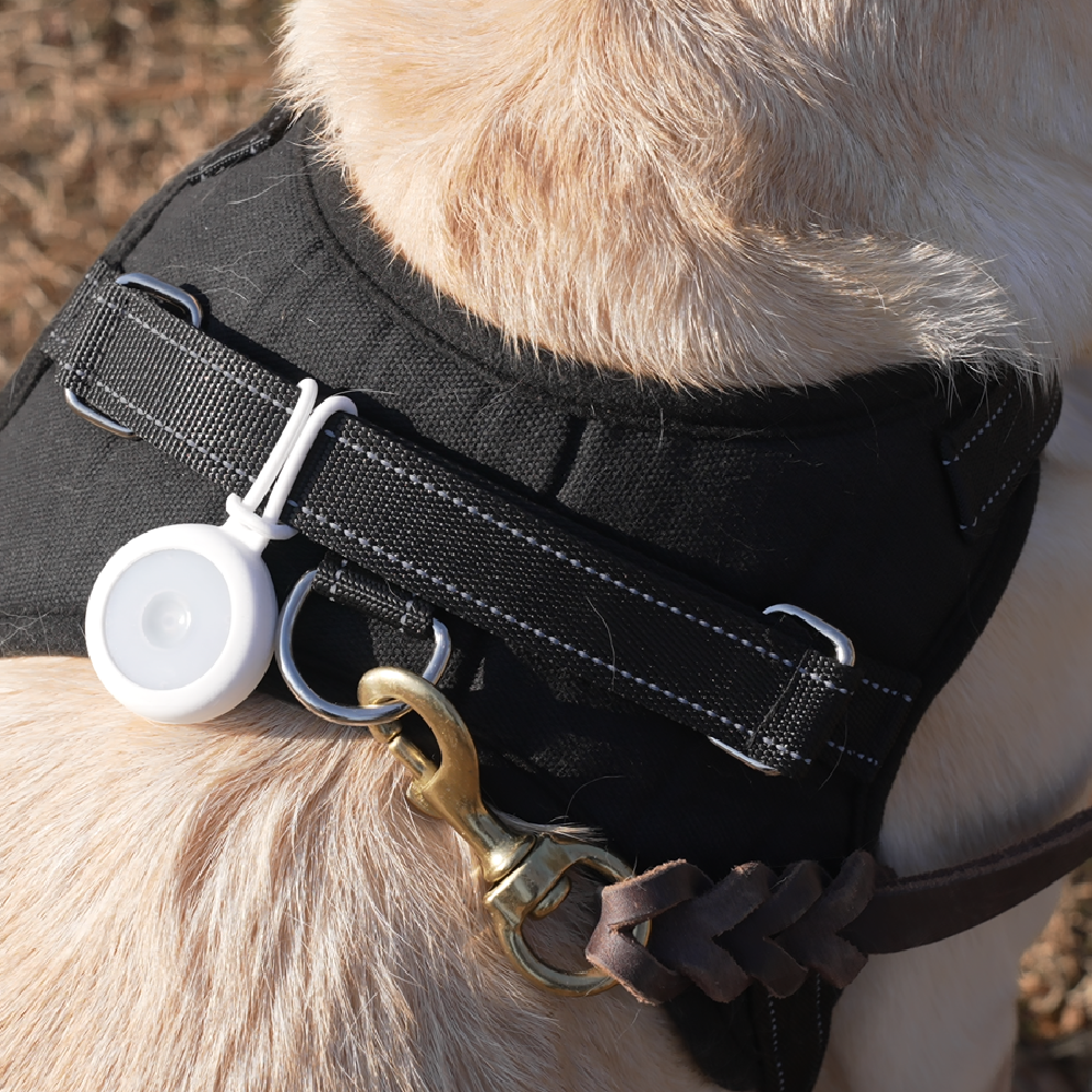 Bremen Pet-Tag :  BLE-based smart tracking